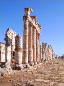 Apamea Cardo Maximus